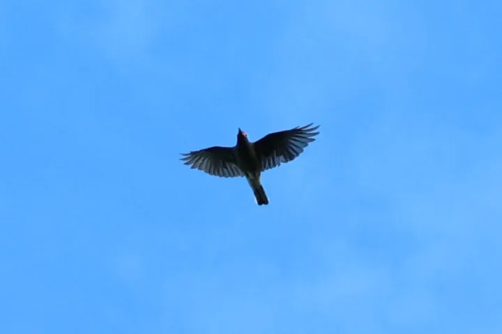 Noisy Miner