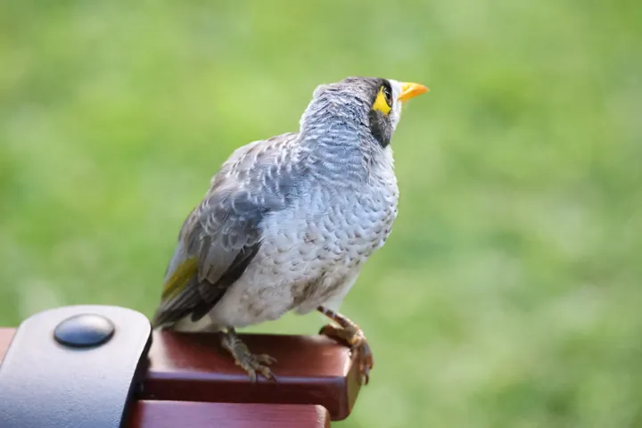 Noisy Miner