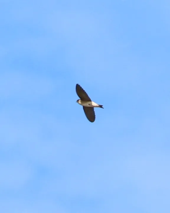 Tree Martin