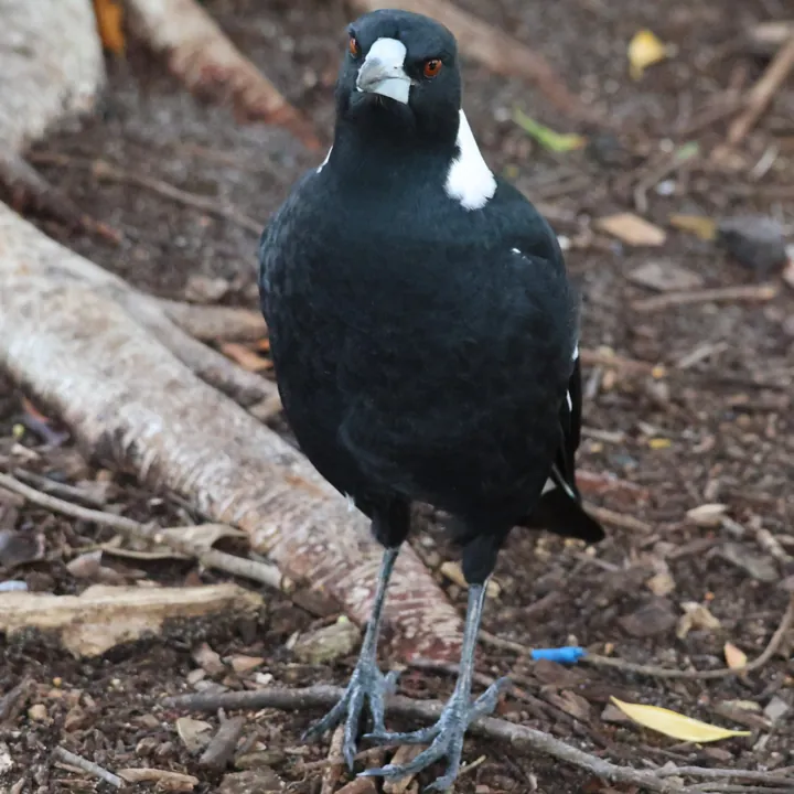 Australian Magpie