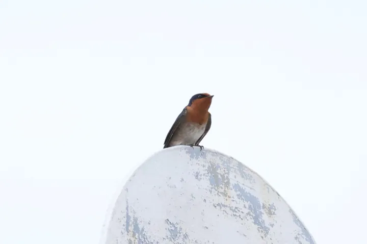 Welcome Swallow