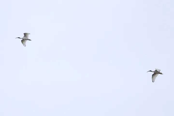 Australian Ibis