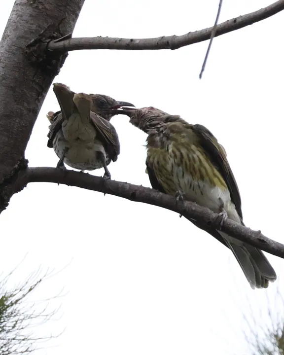 Australasian Figbird
