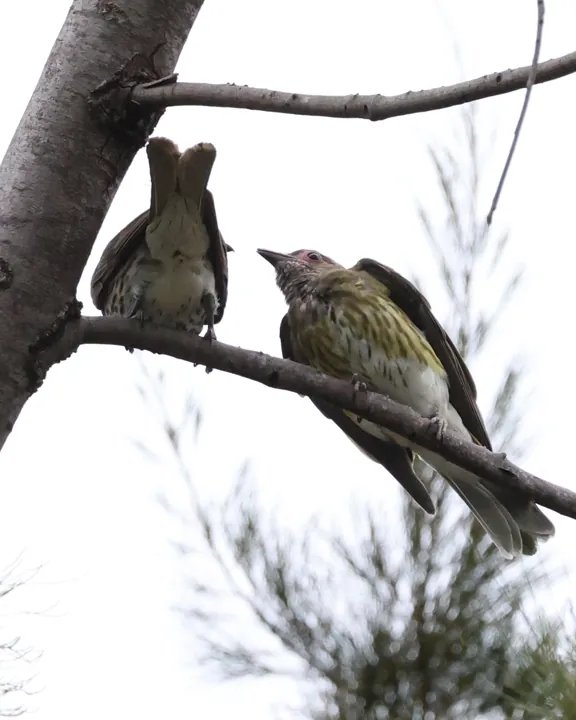 Australasian Figbird