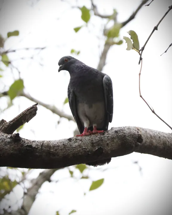 Rock Pigeon