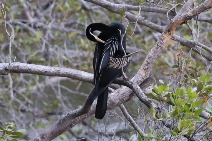 Australasian Darter