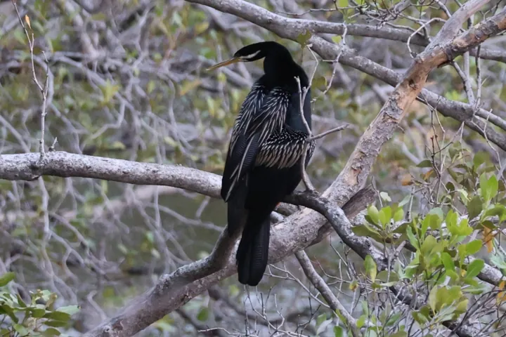 Australasian Darter