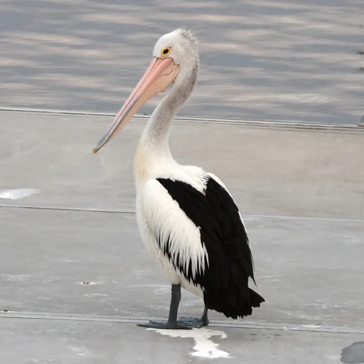 Australian Pelican
