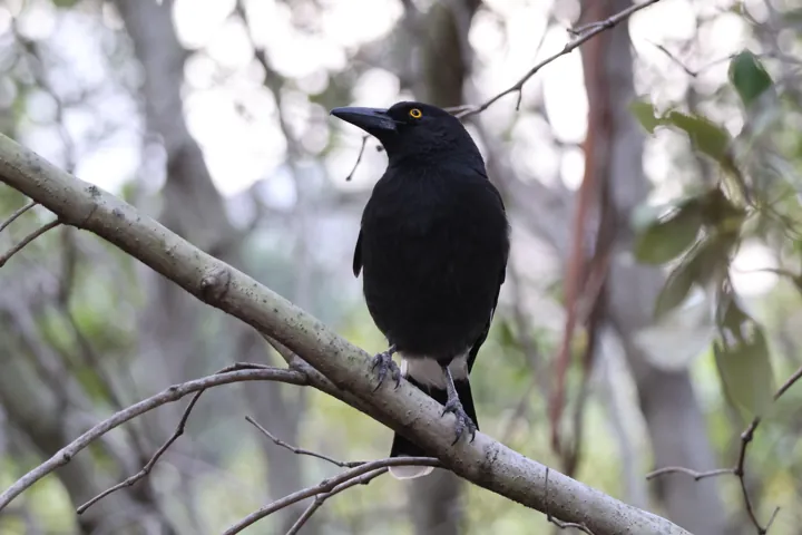 Pied Currawong
