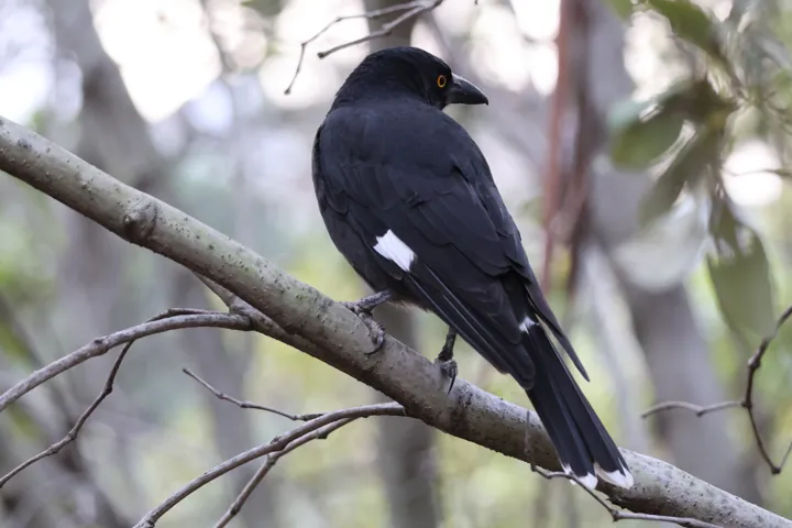 Pied Currawong