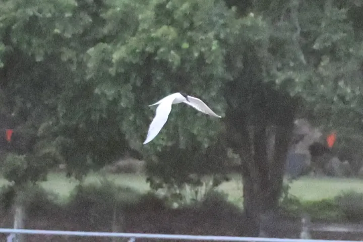 Australian Tern