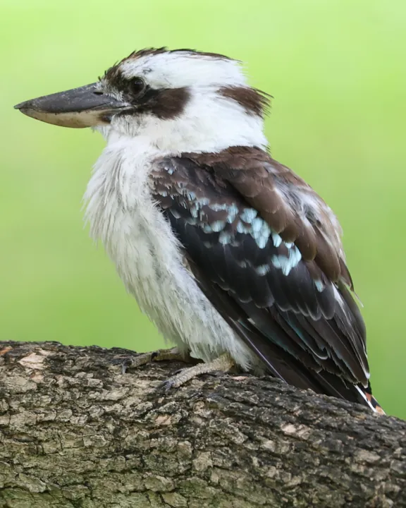 Laughing Kookaburra