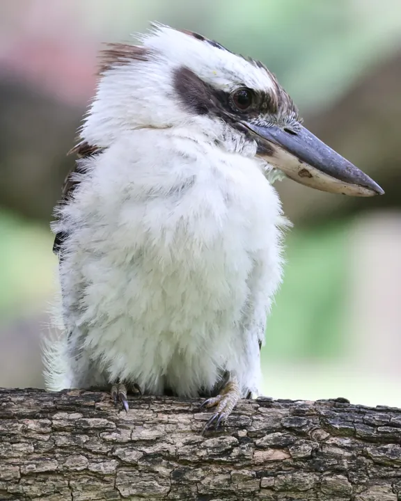Laughing Kookaburra