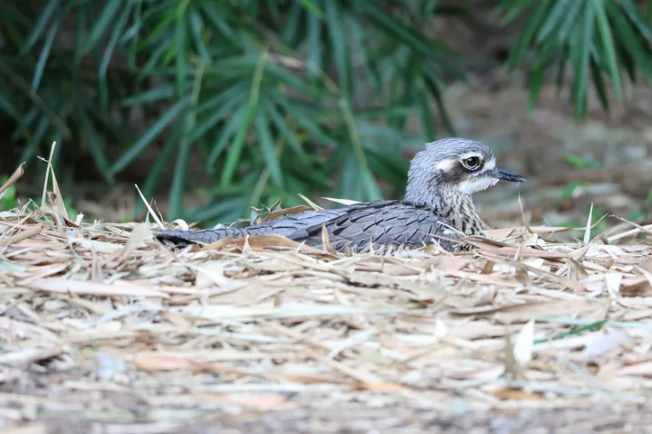 Bush Thick-knee