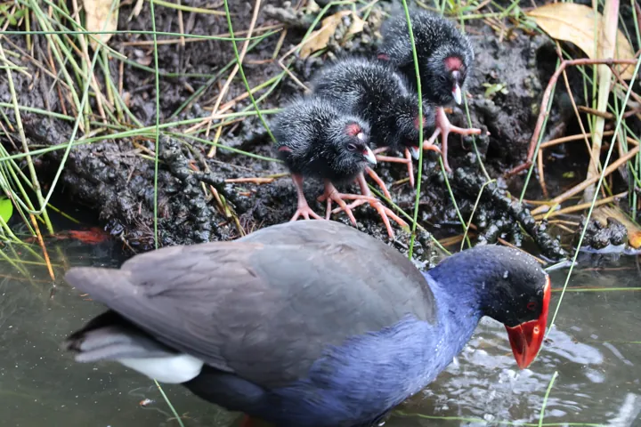 Australasian Swamphen