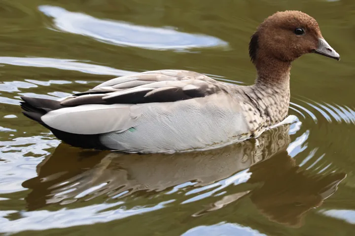 Maned Duck
