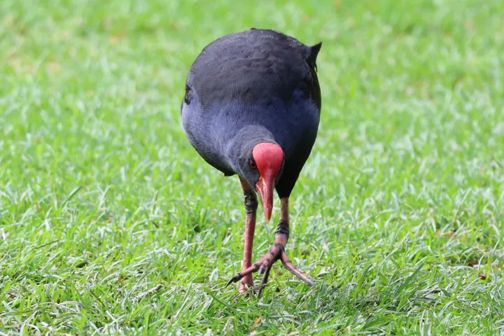Australasian Swamphen