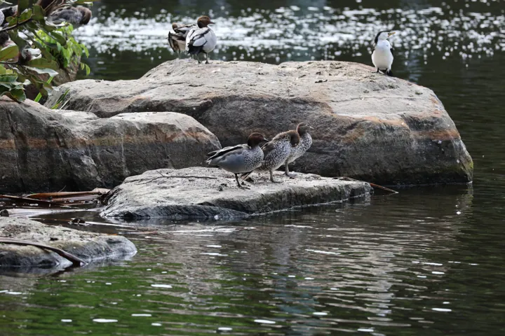 Maned Duck