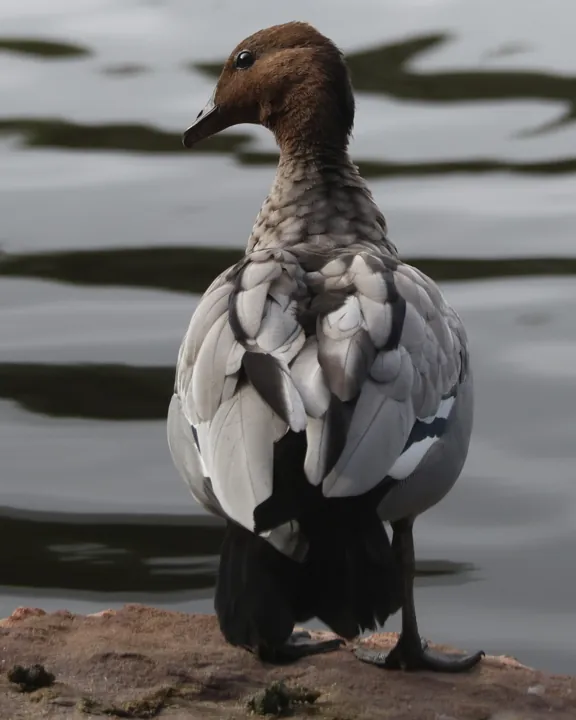 Maned Duck