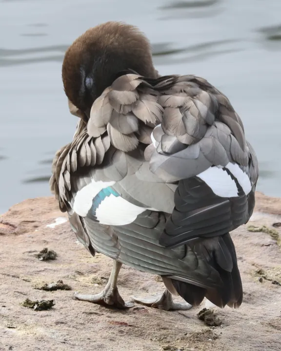 Maned Duck