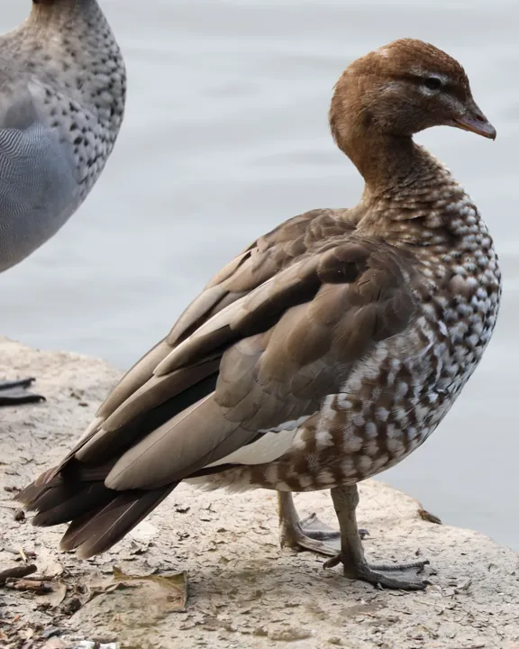 Maned Duck