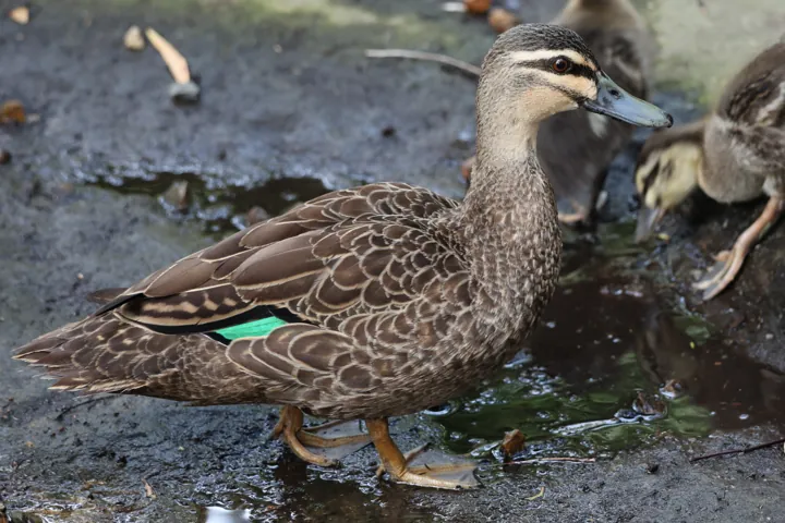 Pacific Black Duck