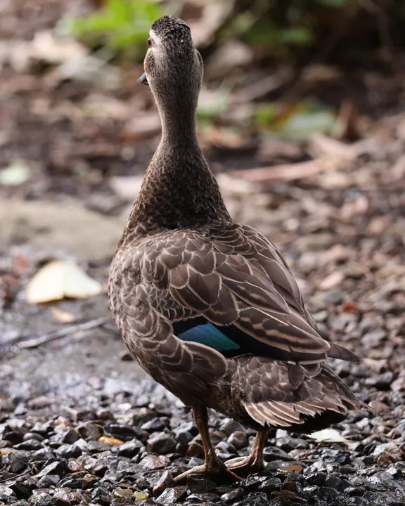 Pacific Black Duck