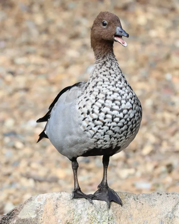 Maned Duck