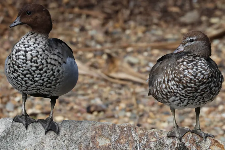 Maned Duck