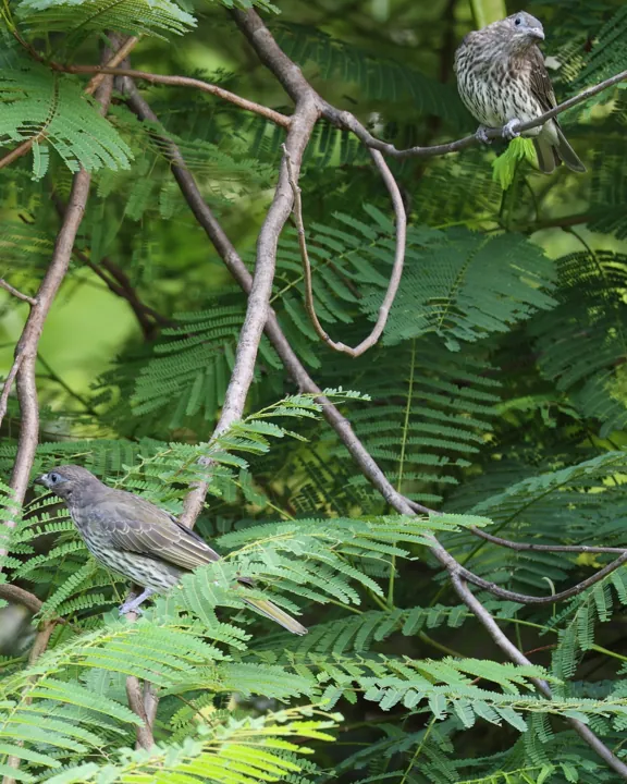 Australasian Figbird