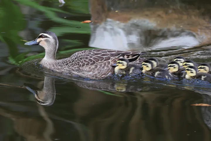 Pacific Black Duck