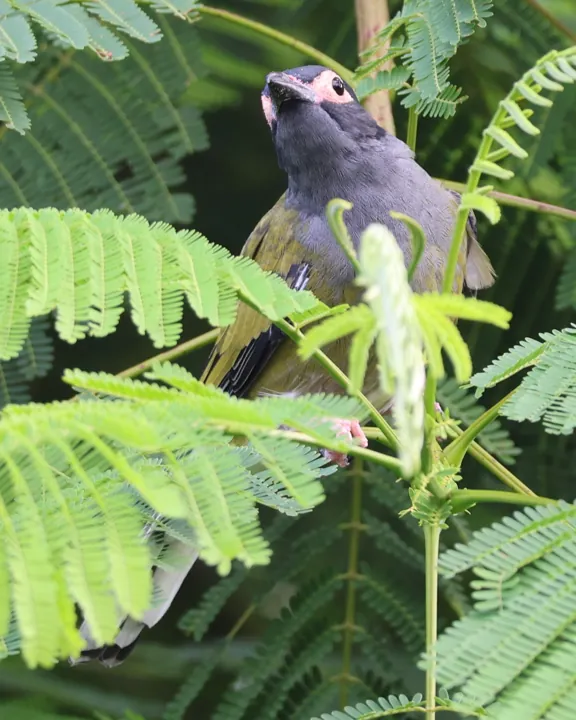 Australasian Figbird