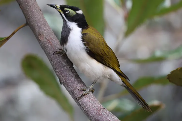 Blue-faced Honeyeater
