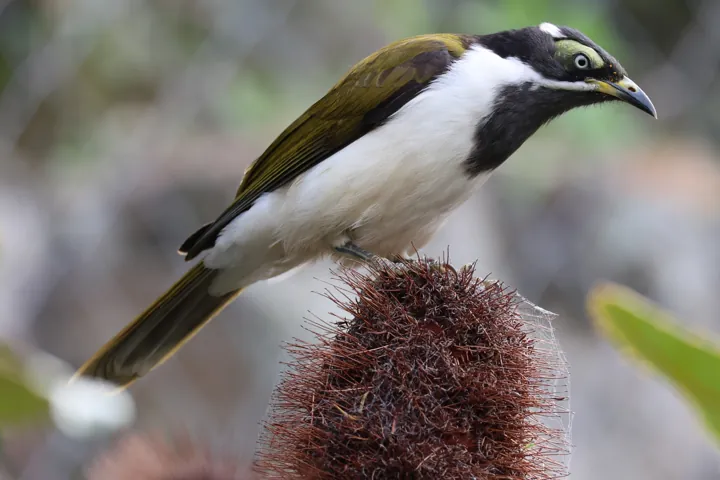 Blue-faced Honeyeater