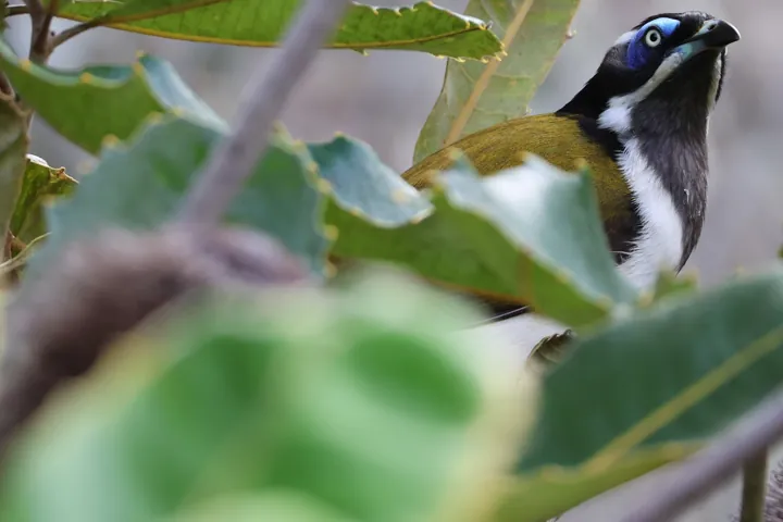 Blue-faced Honeyeater