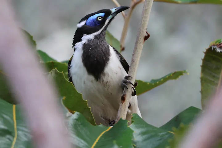 Blue-faced Honeyeater