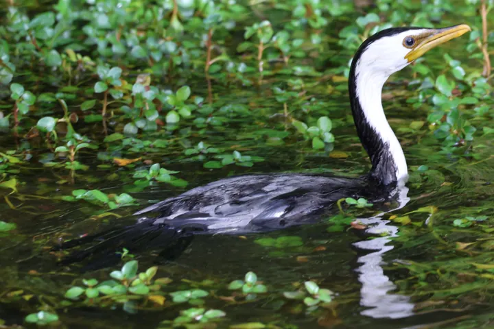 Little Pied Cormorant