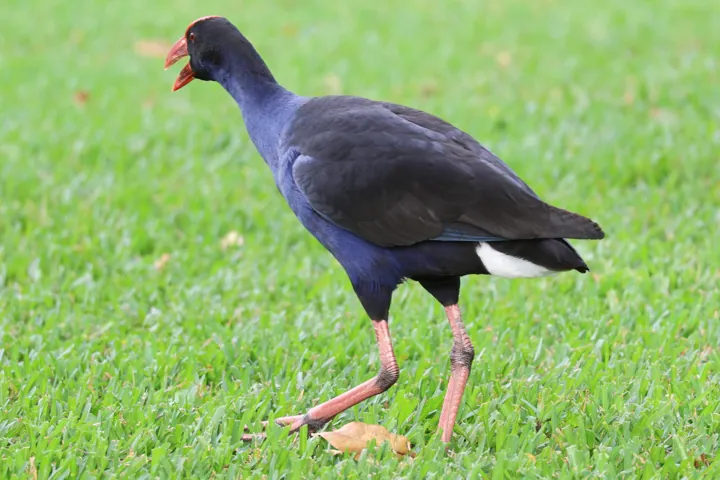 Australasian Swamphen