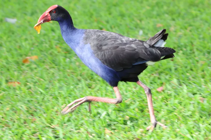 Australasian Swamphen