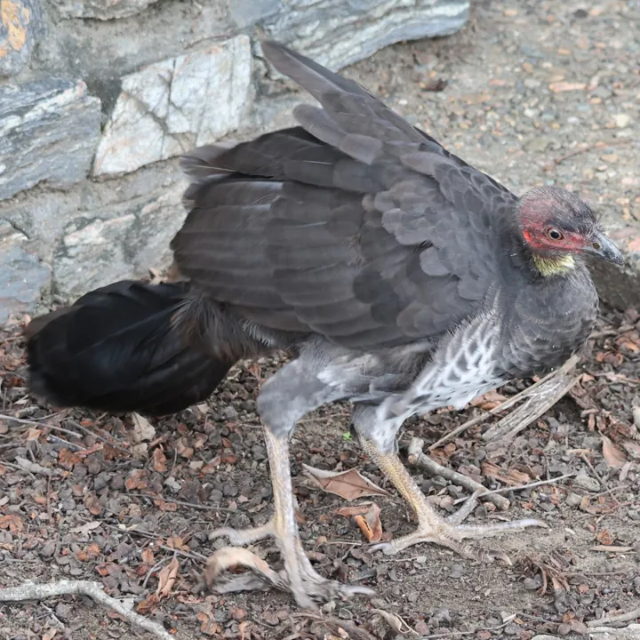 Australian Brushturkey