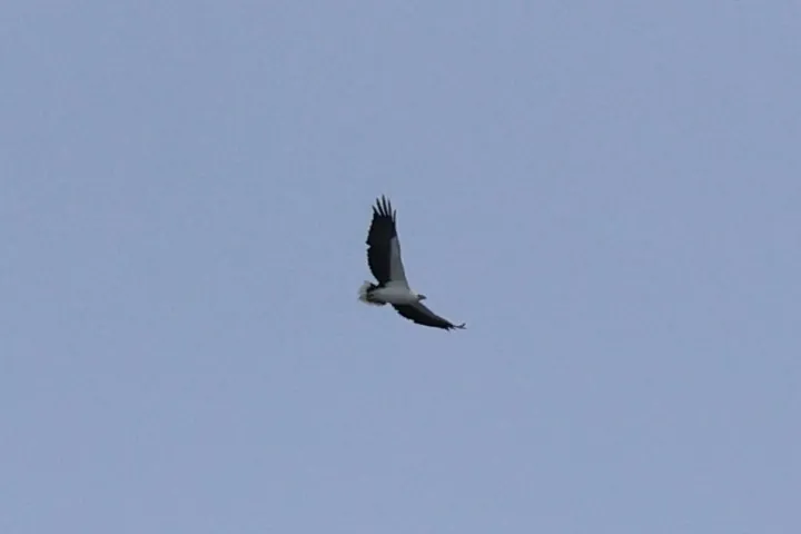 White-bellied Sea-Eagle