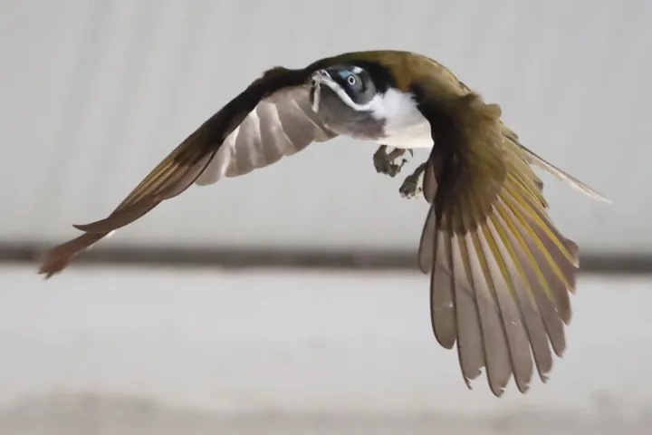 Blue-faced Honeyeater