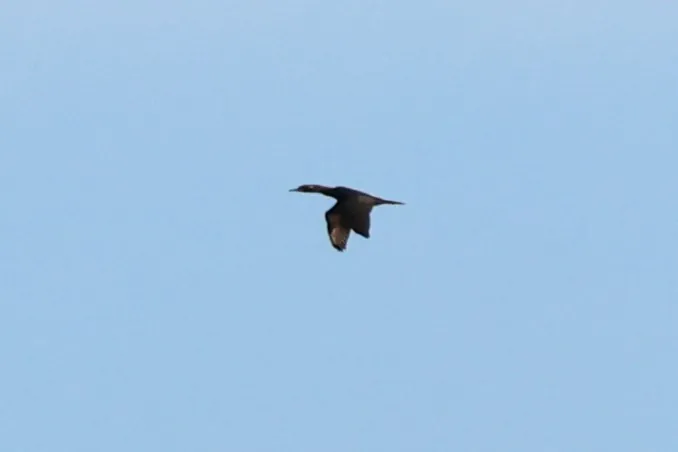 Little Black Cormorant