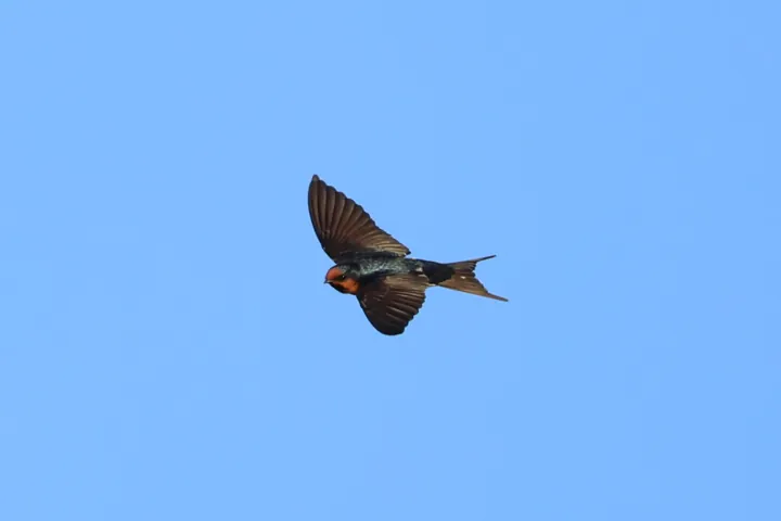 Welcome Swallow
