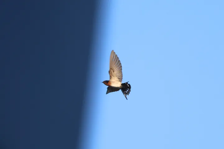 Welcome Swallow