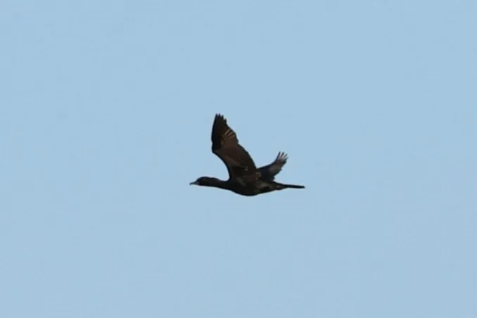 Little Black Cormorant