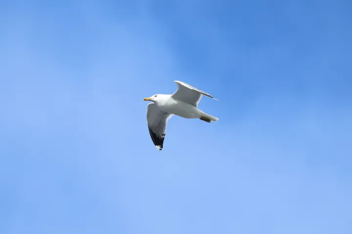 California Gull