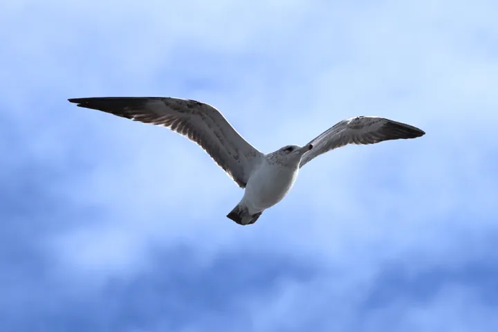 California Gull