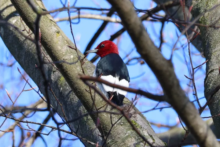 Red-headed Woodpecker