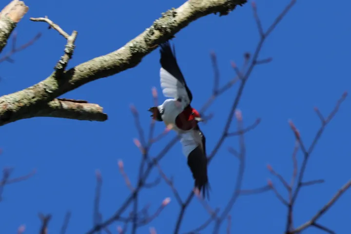 Red-headed Woodpecker